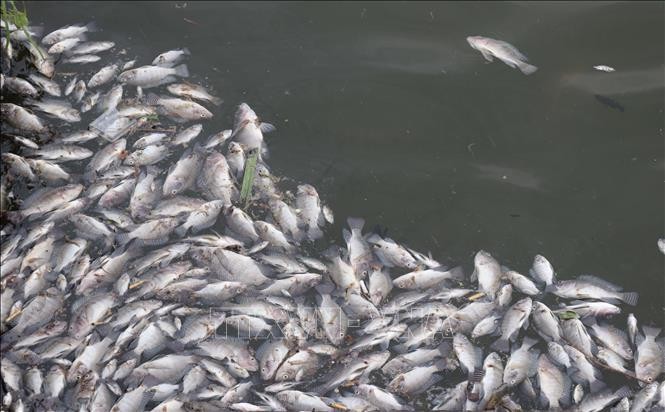 Cá rô phi trong hồ Đại An đồng loạt bị chết. Ảnh: Nguyên Lý/TTXVN