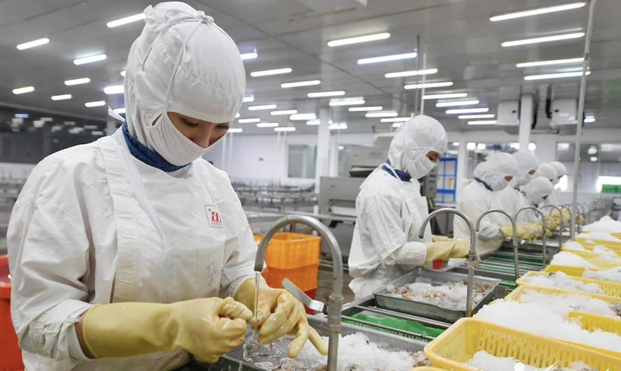 Xuất khẩu tôm năm 2025 của Việt Nam lập kỷ lục với 4,6 tỷ USD.