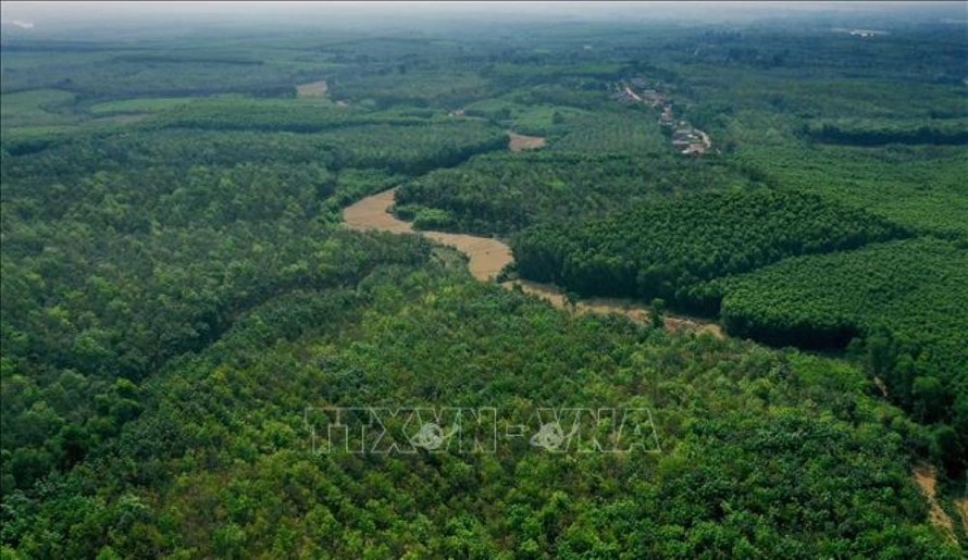 Diện tích rừng của người dân ở Gio Linh (Quảng Trị). (Ảnh minh họa)
