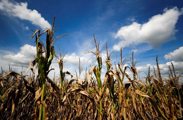 Nguy cơ tiếp diễn hiện tượng El Nino ở Bắc bán cầu 