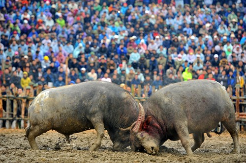 Lễ hội chọi trâu xã Hải Lựu thu hút đông đảo du khách tham dự