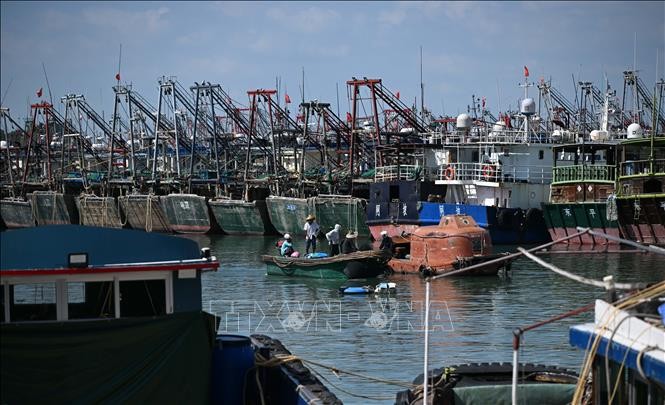 Tàu cá neo đậu tránh bão Ragasa tại cảng ở thành phố Dương Giang, tỉnh Quảng Đông, Trung Quốc ngày 23/9/2025. Ảnh: THX/TTXVN