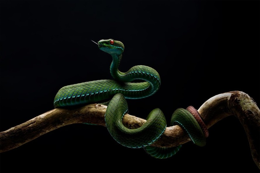 Tác phẩm "Rắn lục đuôi đỏ mắt hồng ngọc" đoạt giải nhất thể loại bò sát - lưỡng cư của tác giả Trần Anh Tuấn vừa bị thu hồi.