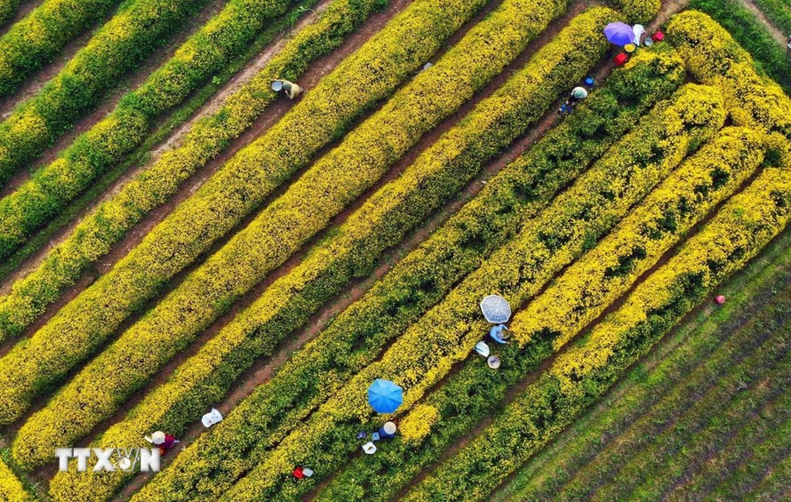 Thăm làng dược liệu độc nhất vô nhị tại Việt Nam