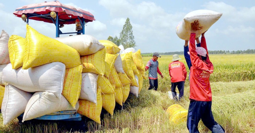 Tăng giá lúa gạo trong nước và xuất khẩu 