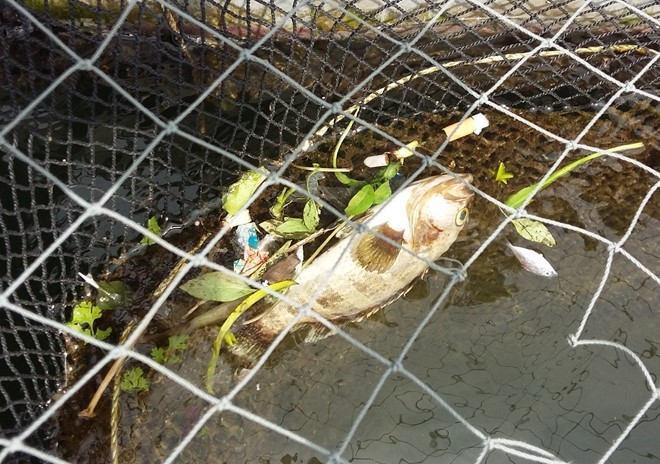 Cá nuôi lồng chết tại vịnh đảo Ngọc, xã Nghi Sơn. Ảnh: Nguyễn Dương.