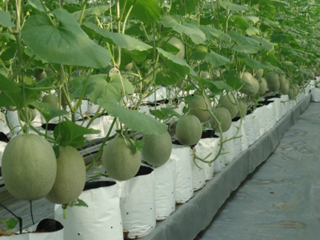 Dưa lưới đang là sản phẩm được người tiêu dùng ưa chuộng khi trồng qua mạng. Ảnh: M.H.