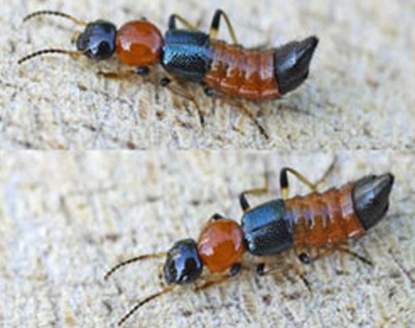 Độc chất từ kiến ba khoang gây viêm da nhẹ hoặc nặng tùy theo mức độ xâm nhập qua da. ảnh: C.H. 