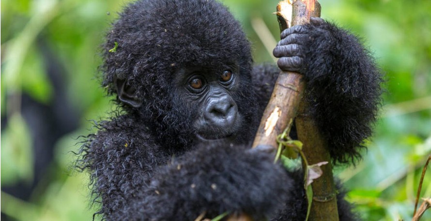 UNESCO bồi thường cho tất cả các phát thải khí nhà kính gây ra bởi dịch vụ in ấn của tổ chức
