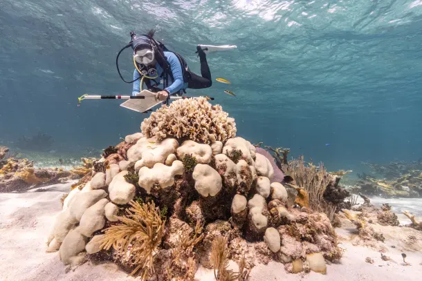 Ảnh: Valentina Cucchiarra / Coral Reef Alliance