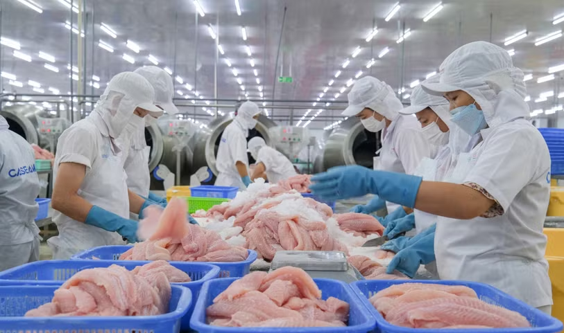 Doanh nghiệp Việt Nam chế biến cá tra xuất khẩu. (Ảnh: Thanh Liêm/TTXVN)