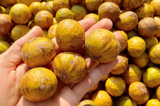 Thức quà ngắn hạn của mùa thu