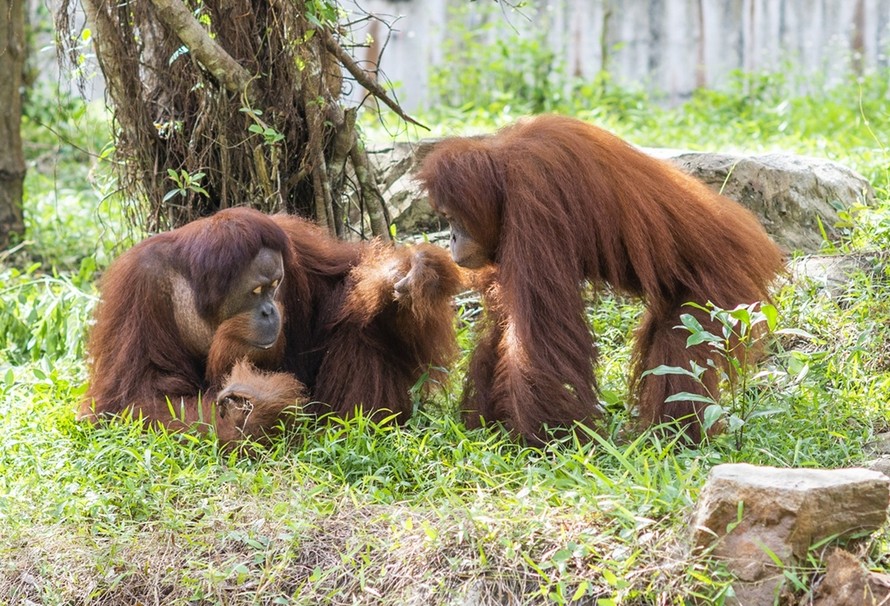Chú đười ươi Sumatra ra đời vào tháng 7/2026 tại Vinpearl Safari