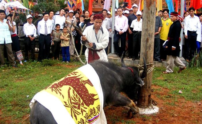 Nghệ An: Trâu tế vẫn bị chém tại Lễ hội Đền Chín Gian