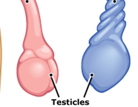 Tinh hoàn bị xoắn sẽ khiến máu không thể đến nuôi tinh hoàn, dẫn đến hoại tử - Ảnh: Childrenscolorado