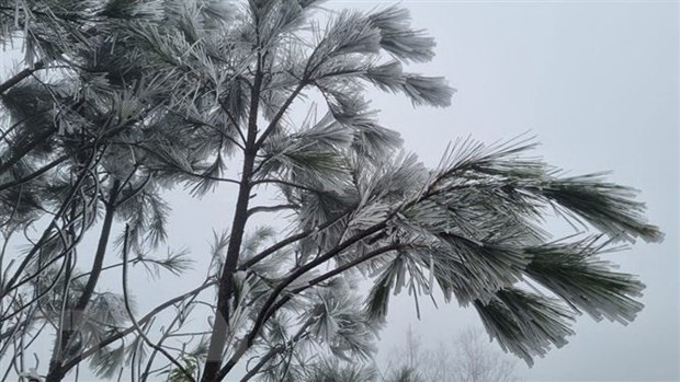 Băng giá phủ trắng đường lên đỉnh Tà Xùa và Tà Chì Nhù, xã Xà Hồ, huyện Trạm Tấu, tỉnh Yên Bái trong ngày 24/1. (Ảnh: TTXVN phát)