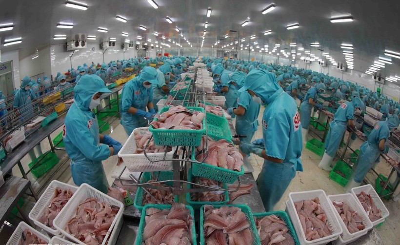 Chế biến cá tra xuất khẩu tại nhà máy của tập đoàn Sao Mai (An Giang). 