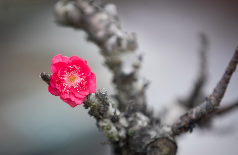 Thủ tướng: Tổ chức Tết Bính Ngọ vui tươi, lành mạnh, an toàn, tiết kiệm