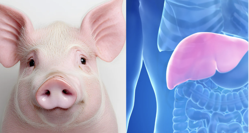 Gan lợn biến đổi gene mở ra hướng đi mới trong điều trị suy gan cấp