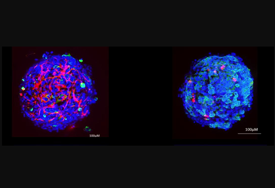 "Gan tí hon" 3D phục vụ kiểm nghiệm độc tính thực phẩm