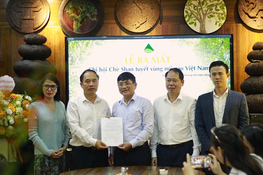 Ra mắt Chi hội Chè Shan Tuyết vùng núi cao Việt Nam: Sự kiện lịch sử và bối cảnh bảo tồn di sản chè cổ thụ