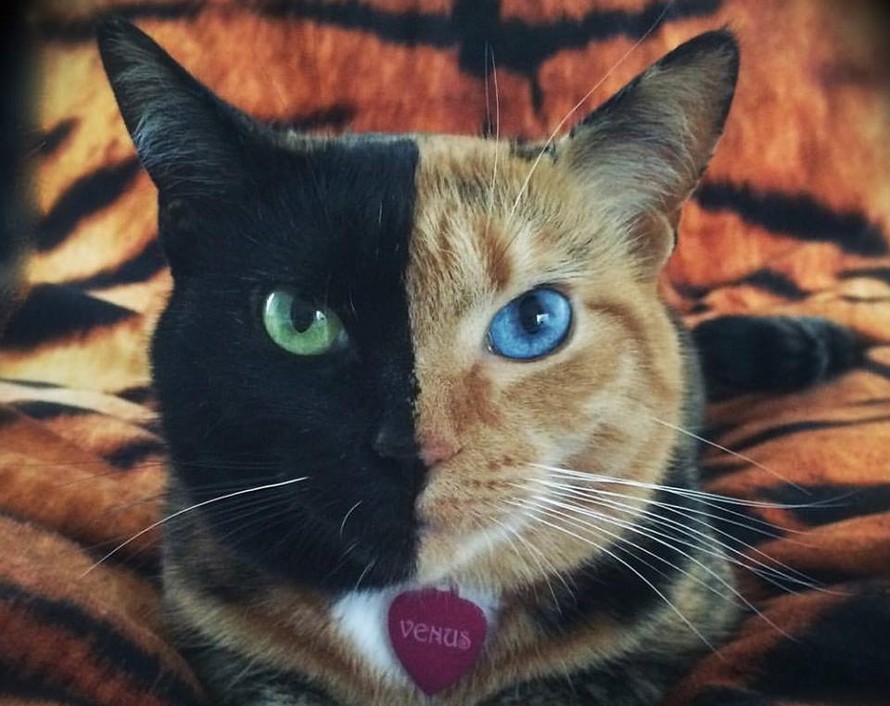 Chú mèo hai mặt độc đáo thu hút hàng triệu fan trên Facebook