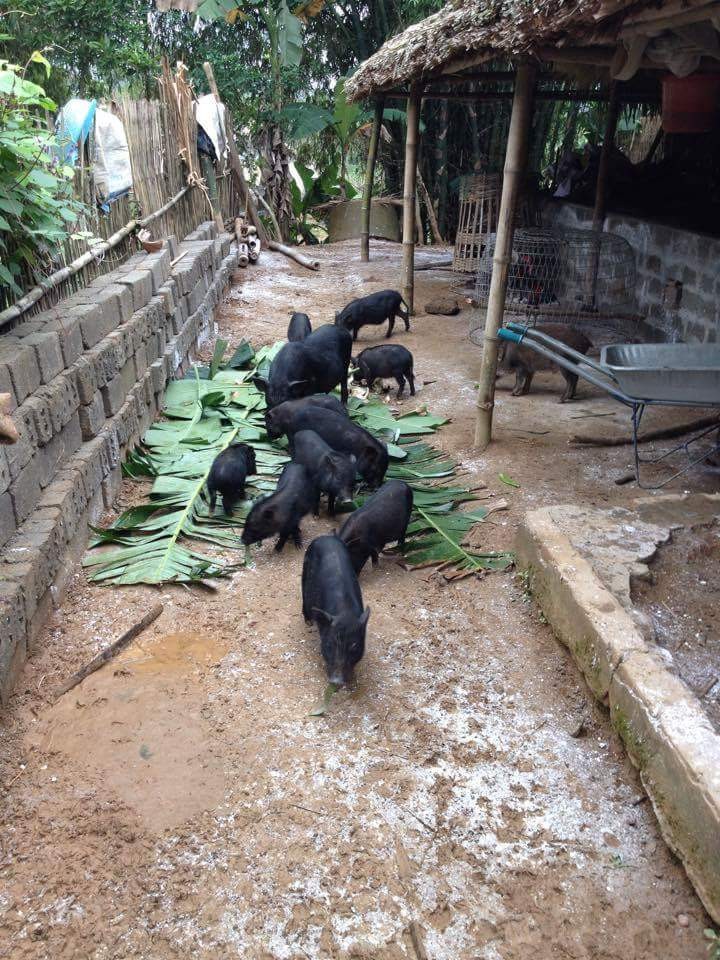 Đặc sản lợn rừng ăn tăng trọng, uống thuốc ngủ chờ Tết