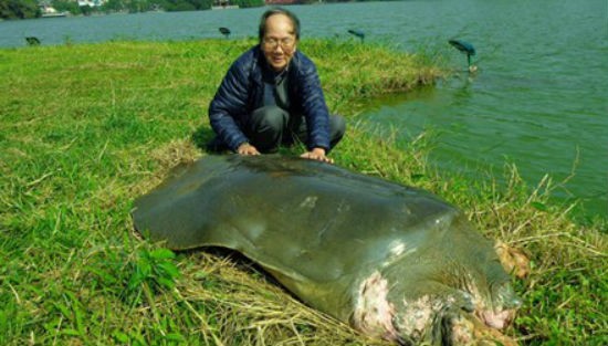 Cụ rùa Hồ Gươm vừa qua đời thọ bao nhiêu tuổi?