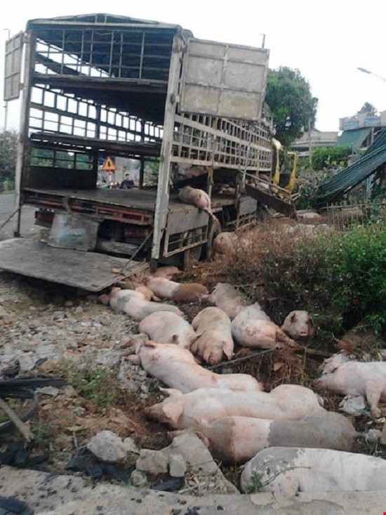 Chùm ảnh: Gần 100 con heo nằm chết la liệt sau vụ tai nạn