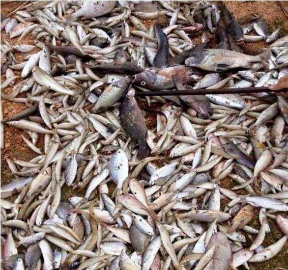 Hiện tượng cá biển chết hàng loạt do 'nhiễm độc'?