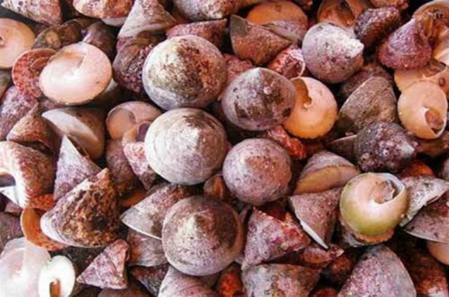 Đến Lý Sơn thưởng thức ‘món ăn tò mò’ – Vú biển