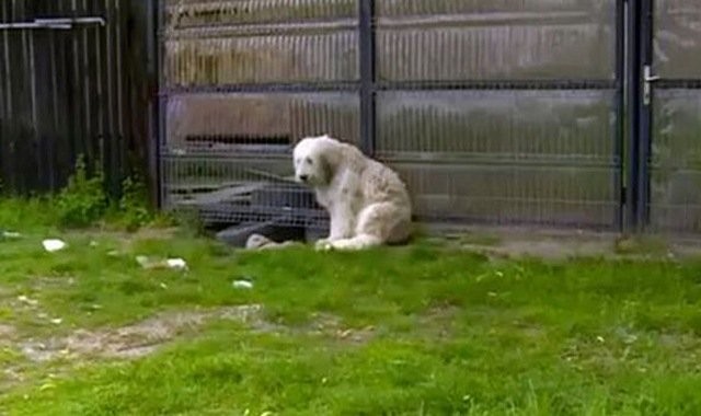 Chủ nhân qua đời đã 5 năm, chú chó trung thành vẫn đứng đợi cổng