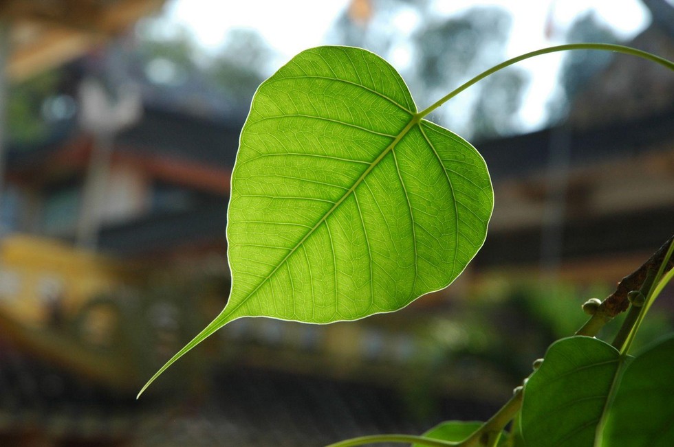 Đạo Phật là nghệ thuật để sống an vui