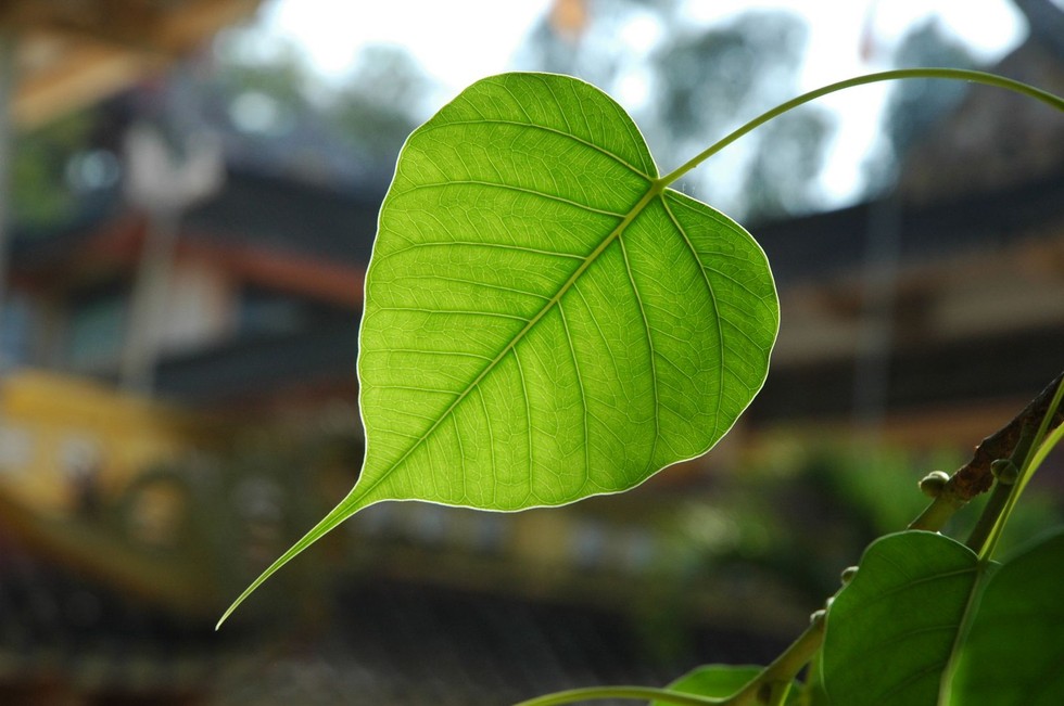 Phật dạy: Tâm không nóng giận, ý không làm hại là cội nguồn của bình an