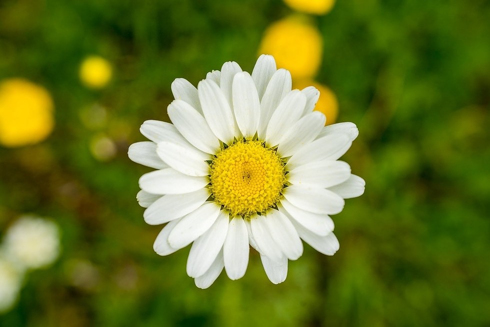 Đau bệnh dạy ta sống