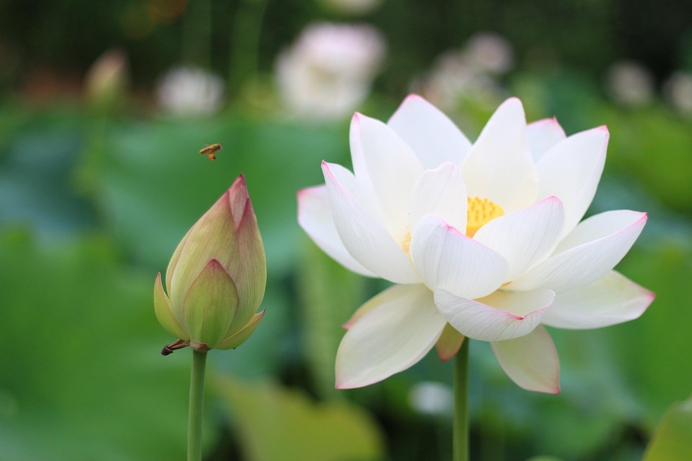Mình đã hoàn toàn trung thực hay chưa?