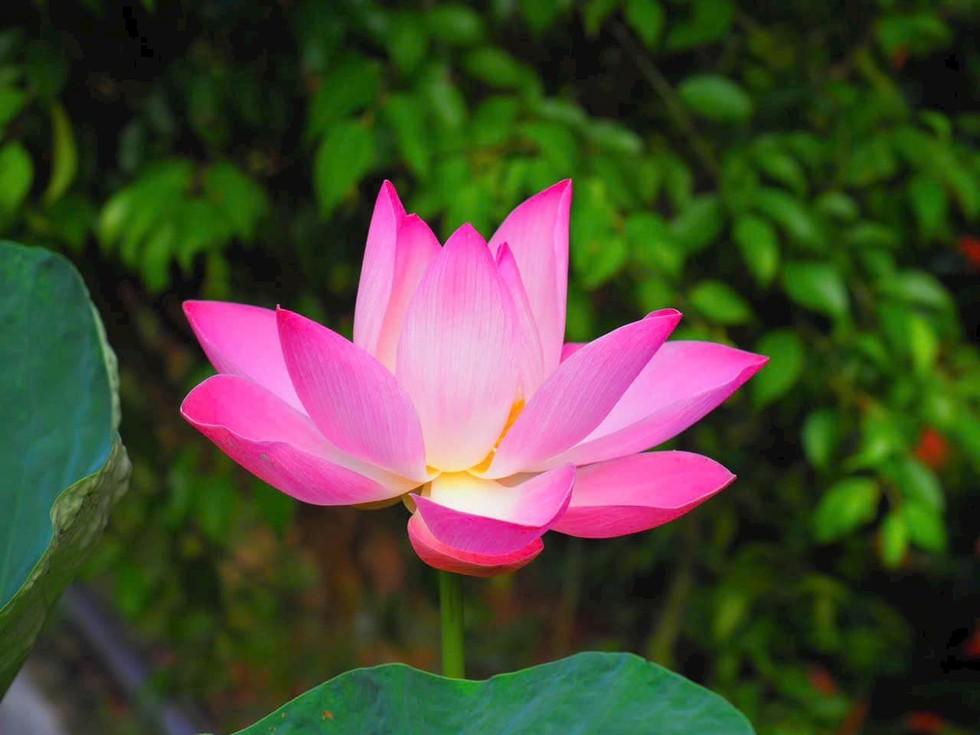 Tướng từ tâm sinh