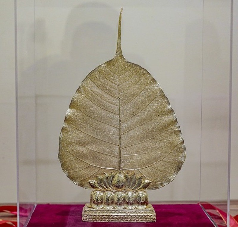 Chiếc lá cao chừng 25cm, rộng gần 20cm.