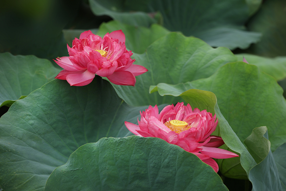 Hãy tận dụng từng điều thiện để 'gia cố' cuộc đời mình