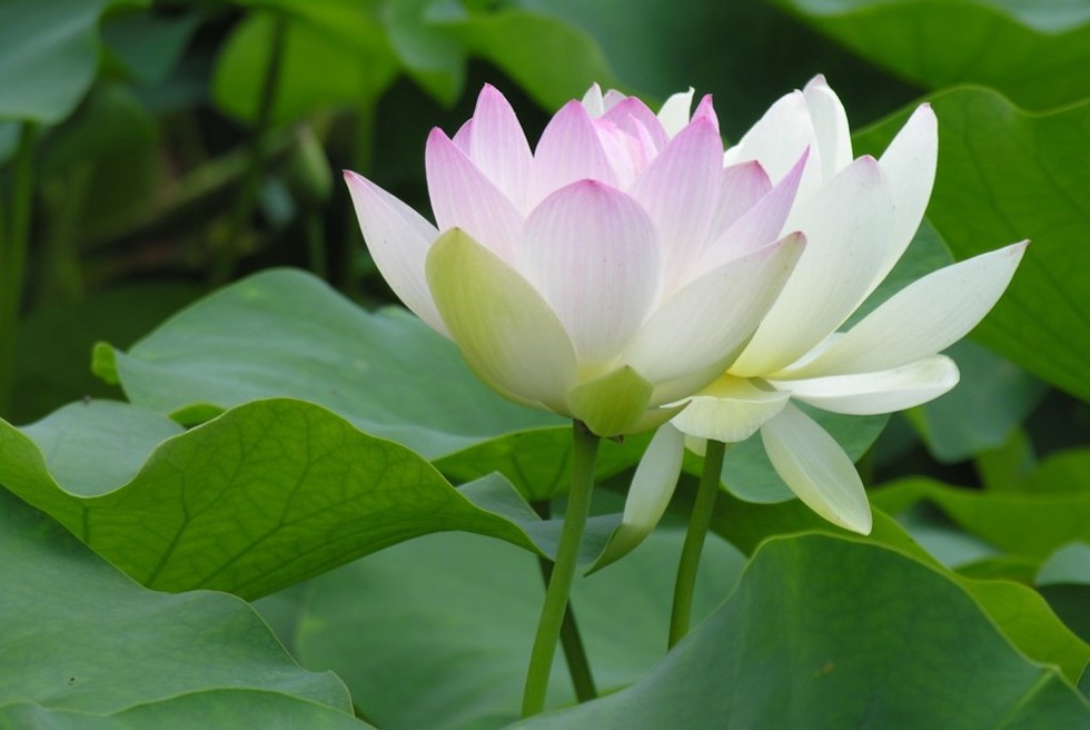 Tuổi trẻ đáng giá bao nhiêu?