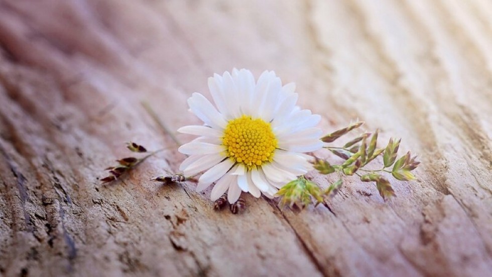 Ở đâu có đau khổ ở đó có cách thoát ly