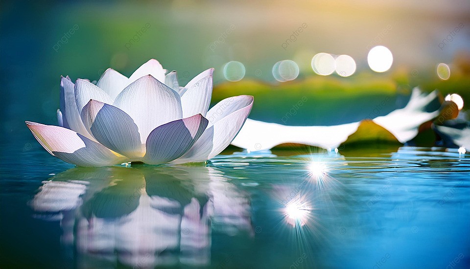 Lợi ích dinh dưỡng của chế độ ăn thuần chay là gì?