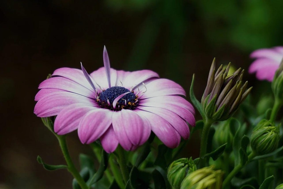 5 mẹo ăn chay giảm nguy cơ ung thư