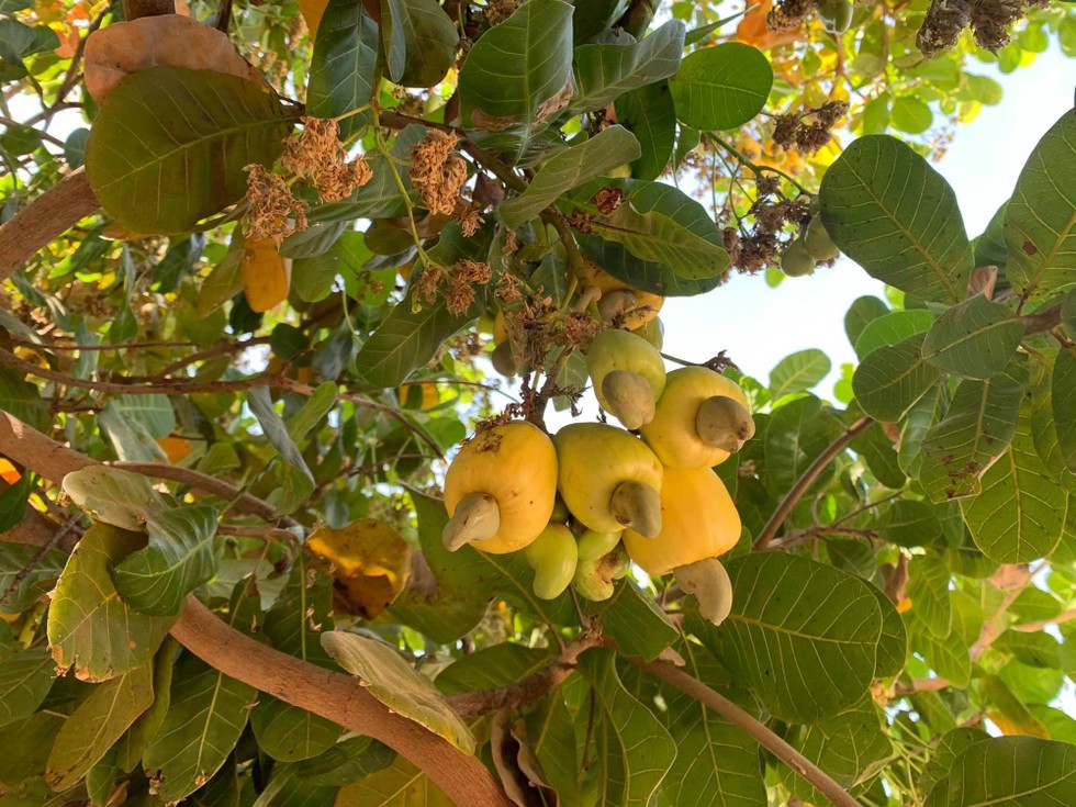 Thương nhớ mùa đào ngày còn thơ