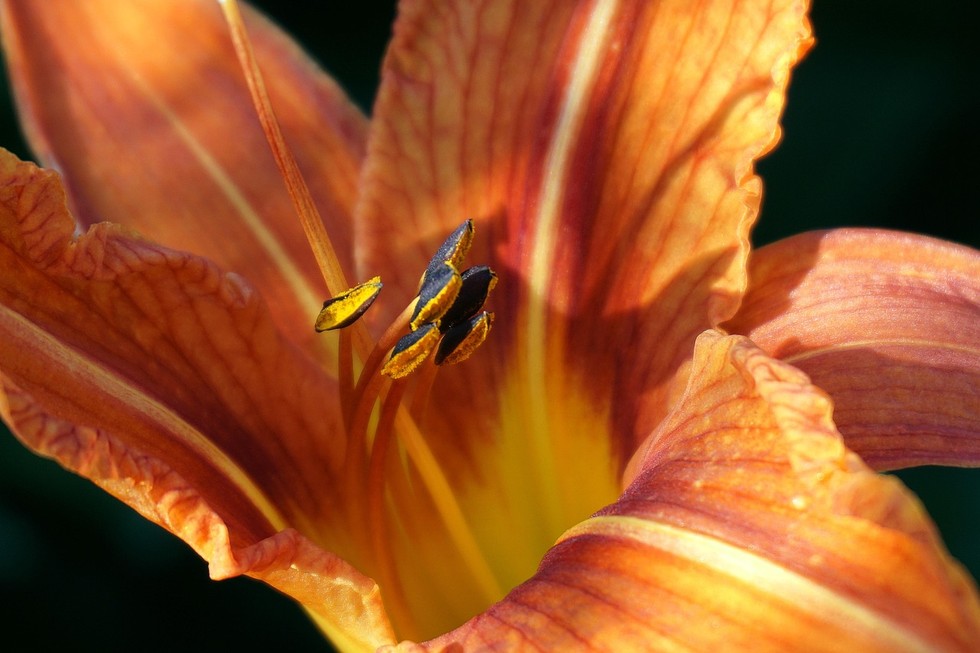 Chăm sóc từ gốc!