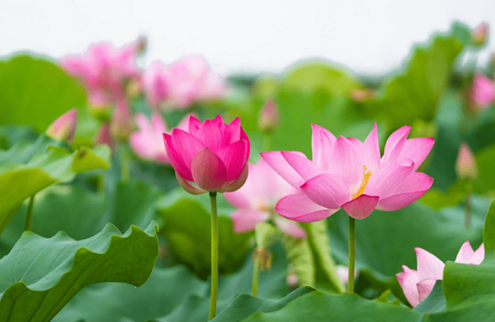 Những cảm xúc tai hại - ganh tỵ và ghen ghét